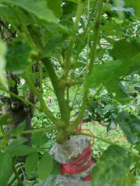 紫藤下山桩怎么嫁接 什么时间最好 图片