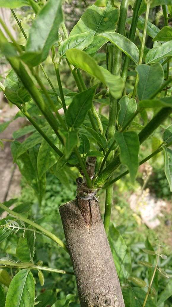 紫藤下山桩怎么嫁接 什么时间最好 图片