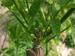 紫藤下山桩怎么嫁接 什么时间最好 图片