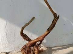 北方紫藤下山桩耐寒吗 怎么办 图片