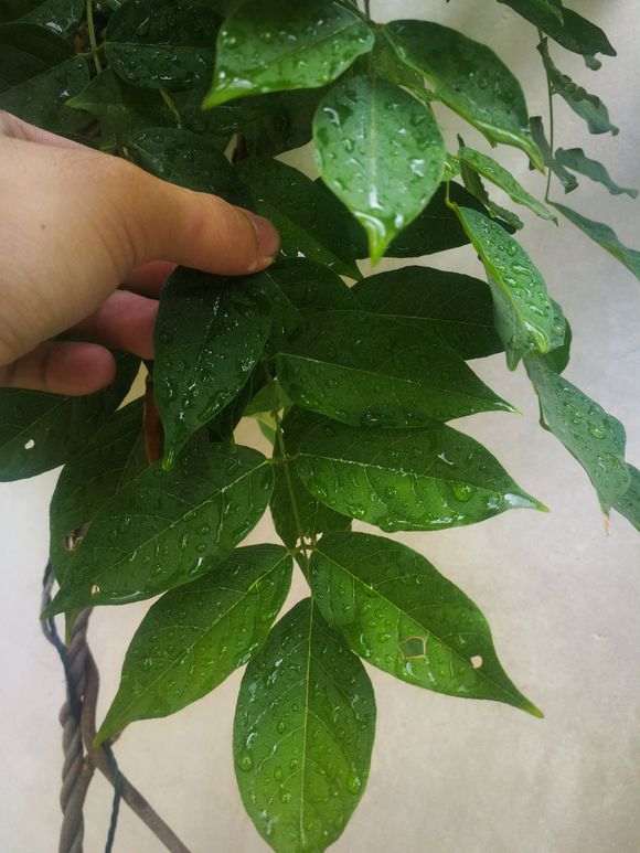 是紫藤下山桩吗  大佬帮忙看看 图片