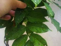 是紫藤下山桩吗  大佬帮忙看看 图片