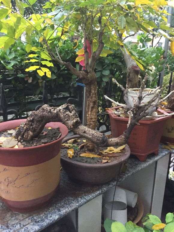 紫藤下山桩这么小就开花了 怎么办 图片