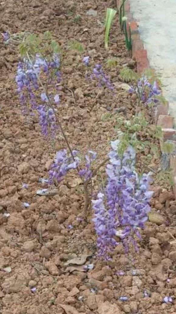 紫藤下山桩这么小就开花了 怎么办 图片