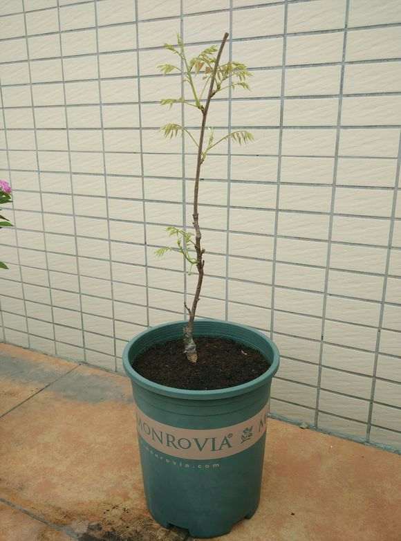 紫藤下山桩这么小就开花了 怎么办 图片