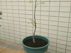 紫藤下山桩什么时候生根发芽 最好 图片