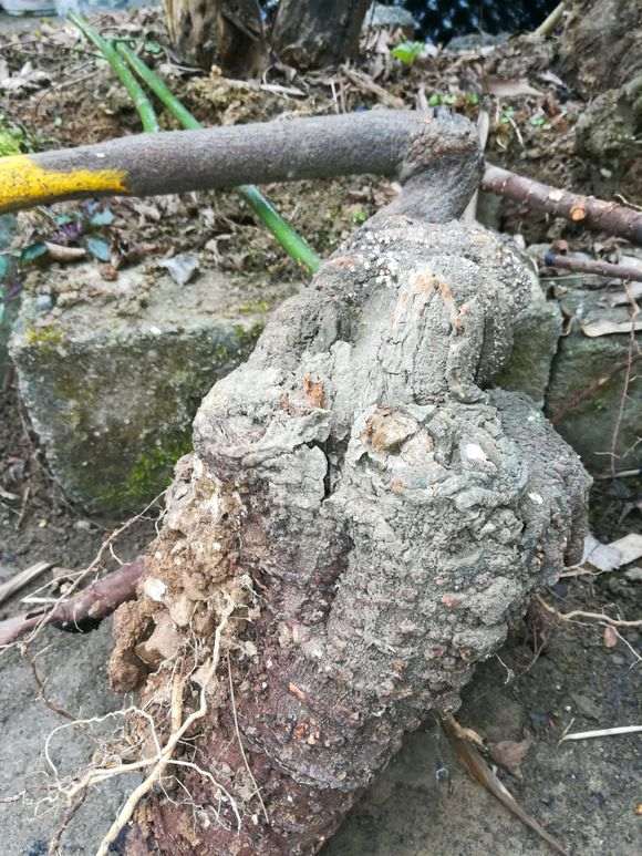 这个是紫藤下山桩吗 果夹上面有绒毛