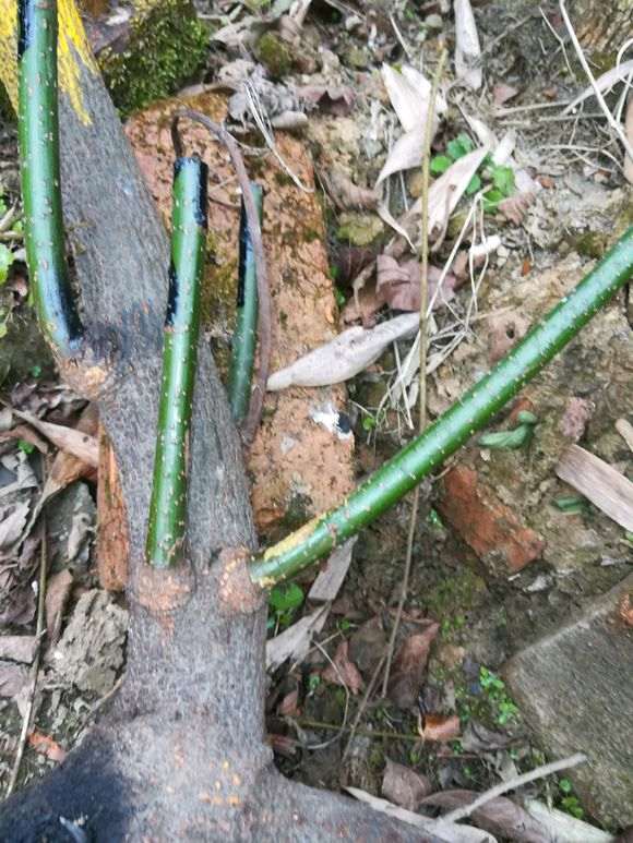 这个是紫藤下山桩吗 果夹上面有绒毛