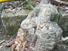 这个是紫藤下山桩吗 果夹上面有绒毛