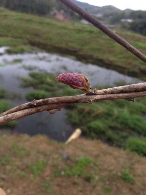 紫藤下山桩打顶了 又发芽了 怎么样