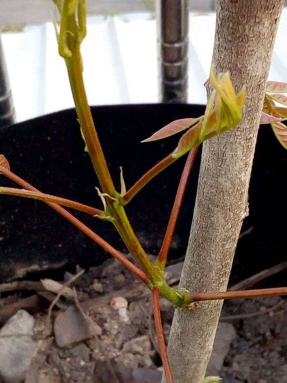 紫藤下山桩打顶了 又发芽了 怎么样