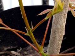 紫藤下山桩打顶了 又发芽了 可以吗