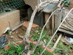 为什么紫藤下山桩不开花 怎么办 图片