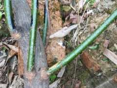 请问紫藤下山桩可以养在室内吗 图片