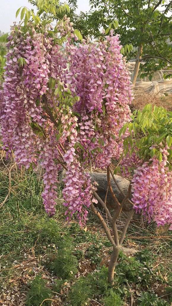 网上怎么买紫藤下山桩靠谱 不会被骗 图片