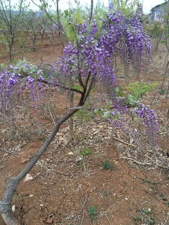 网上怎么买紫藤下山桩靠谱 不会被骗 图片