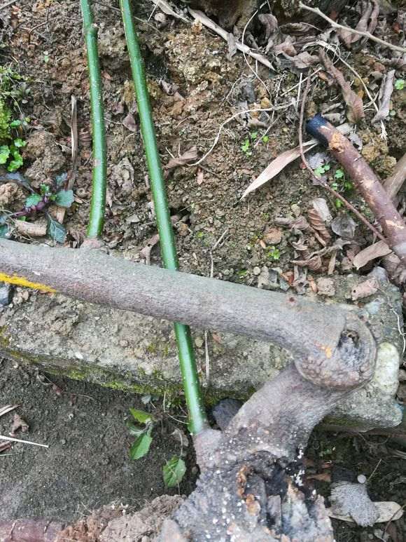 紫藤下山桩钻心虫怎么解决 图片