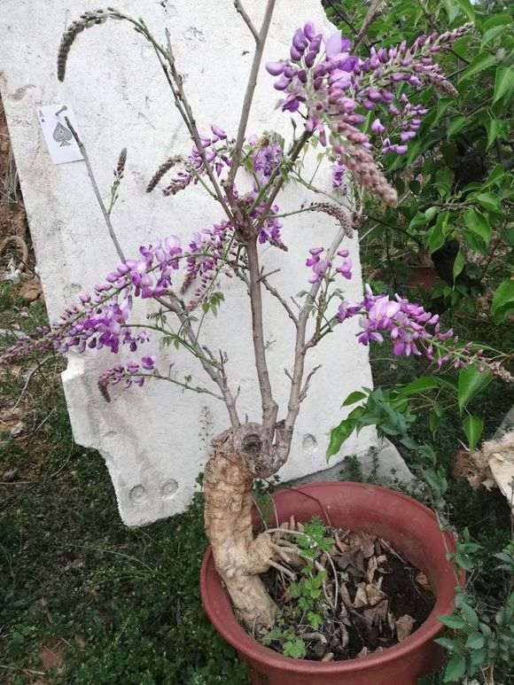 好香的紫藤下山桩花 再来几棵 图片
