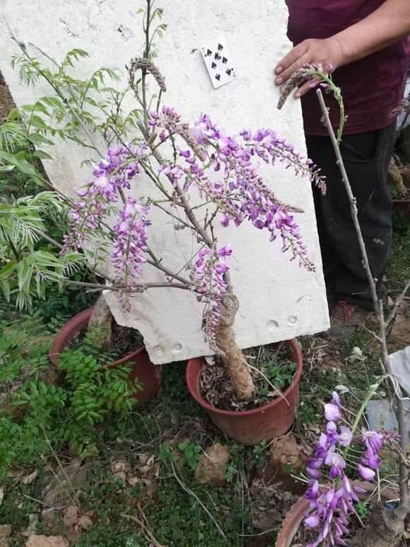 好香的紫藤下山桩花 再来几棵 图片