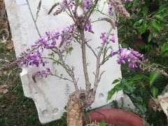 好香的紫藤下山桩花 再来几棵 图片
