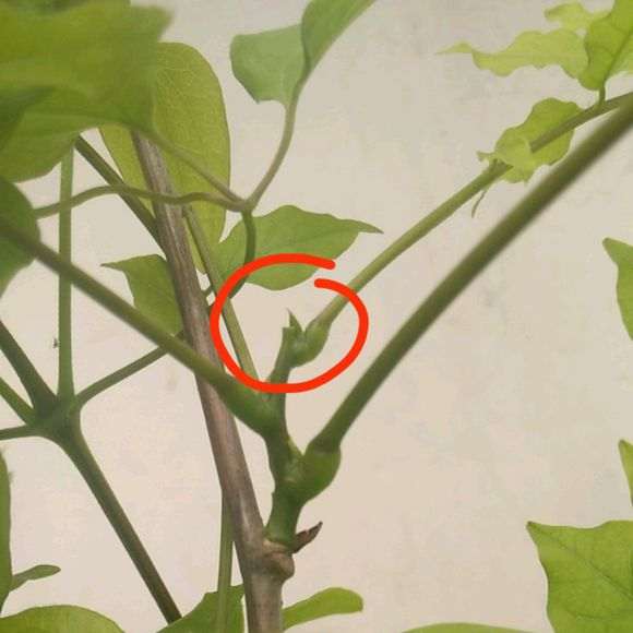 紫藤下山桩开始发芽了 怎么样 图片