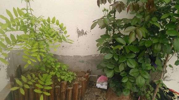 紫藤下山桩开始发芽了 怎么样 图片