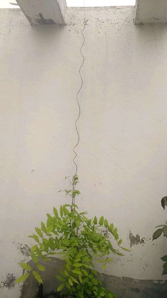 紫藤下山桩开始发芽了 怎么样 图片