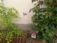 紫藤下山桩开始发芽了 可以吗  图片