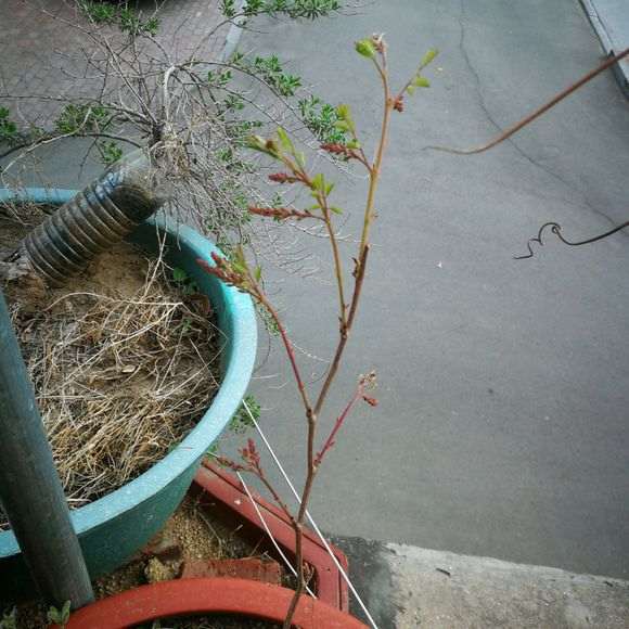 紫藤下山桩怎么是这种颜色的 图片