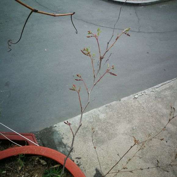 紫藤下山桩怎么是这种颜色的 图片