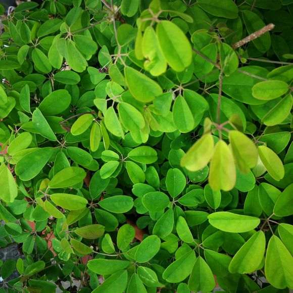 紫藤下山桩怎么是这种颜色的 图片