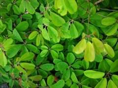 紫藤下山桩怎么是这种颜色的 图片