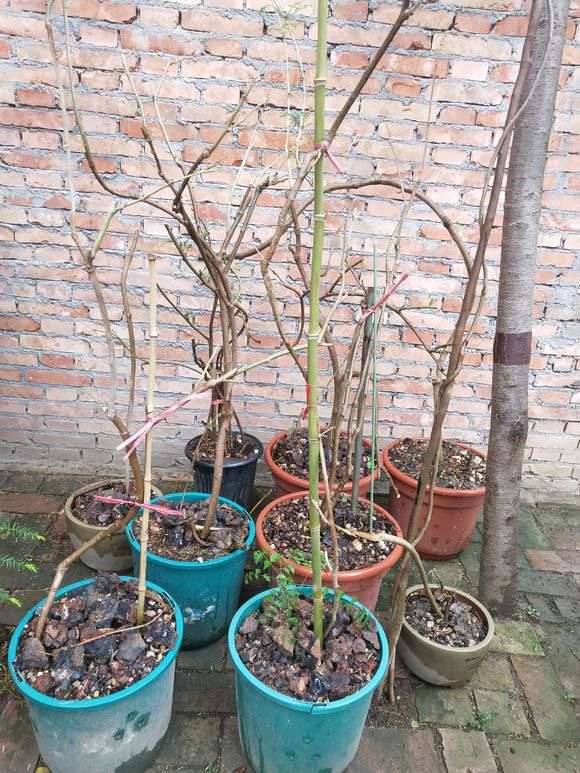 哪里能买到真品紫藤下山桩 怕被骗 图片