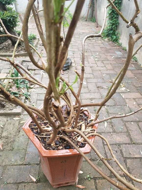 哪里能买到真品紫藤下山桩 怕被骗 图片