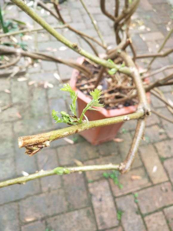 哪里能买到真品紫藤下山桩 怕被骗 图片