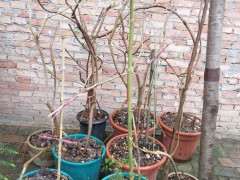 哪里能买到真品紫藤下山桩 怕被骗 图片