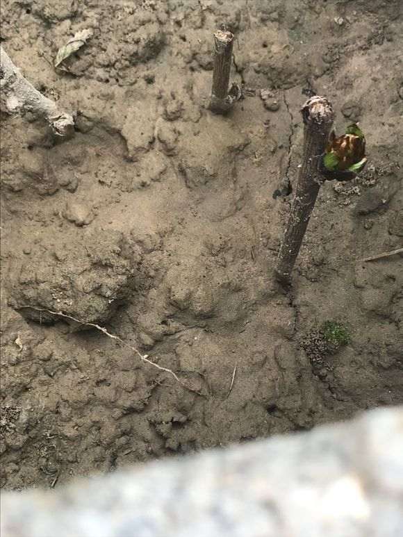 为什么紫藤下山桩扦插发芽很快 图片