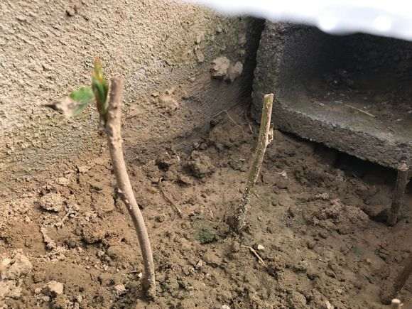 为什么紫藤下山桩扦插发芽很快 图片