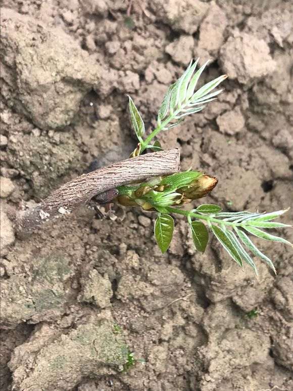 为什么紫藤下山桩扦插发芽很快 图片