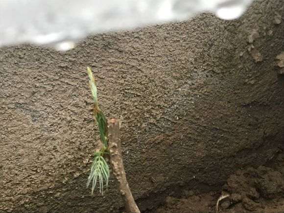 为什么紫藤下山桩扦插发芽很快 图片