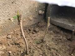 为什么紫藤下山桩扦插发芽很快 图片