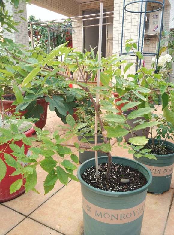 紫藤下山桩怎样修剪 最好 图片
