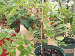 紫藤下山桩怎样修剪 最好 图片