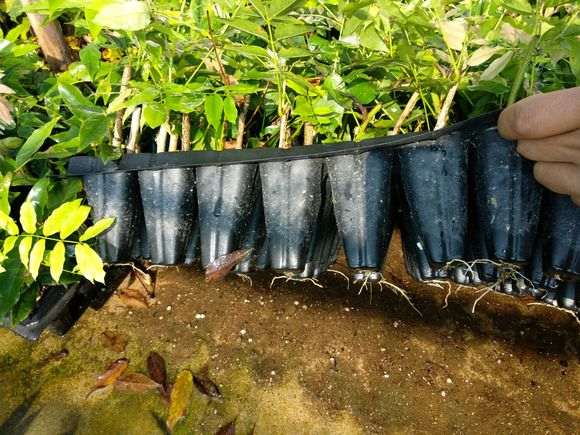 扦插的紫藤下山桩生根了 怎么样 图片