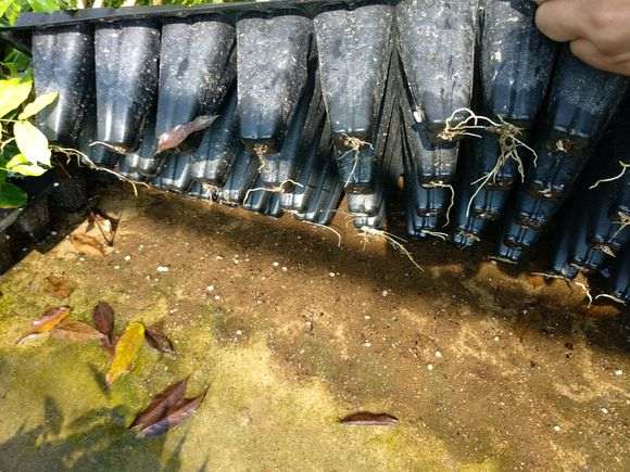 扦插的紫藤下山桩生根了 怎么样 图片