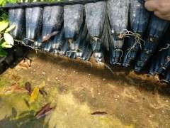 扦插的紫藤下山桩生根了 可以吗 图片