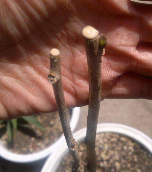 紫藤下山桩到现在为什么不发芽 图片