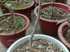 紫藤下山桩到现在为什么不发芽 图片