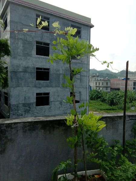 广东紫藤下山桩能正常开花吗 图片