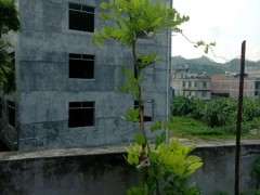 广东紫藤下山桩能正常开花吗 图片